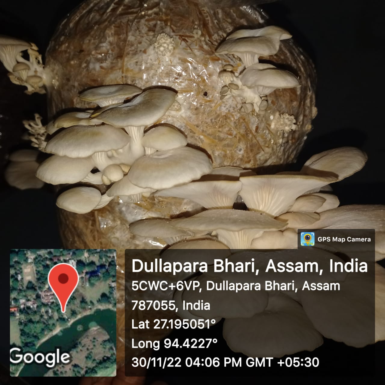 Mushroom Cultivation in the College Campus