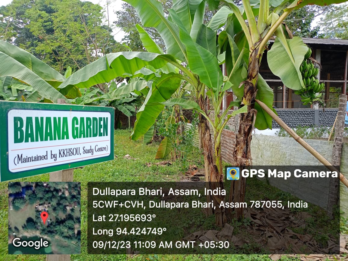 Banana Garden